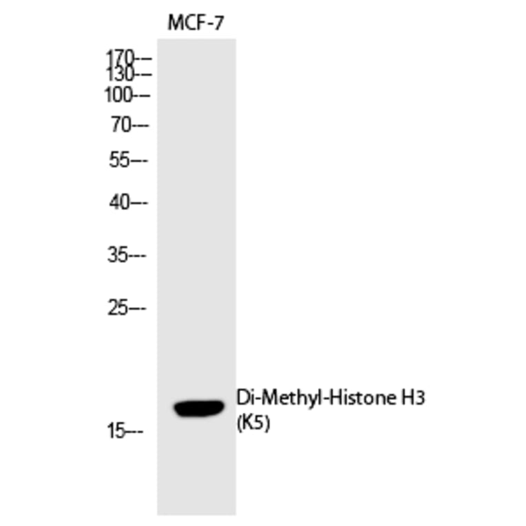 Western blot - Histone H3 (Di-Methyl-Lys5) Polyclonal Antibody from Signalway Antibody (HW103) - Antibodies.com