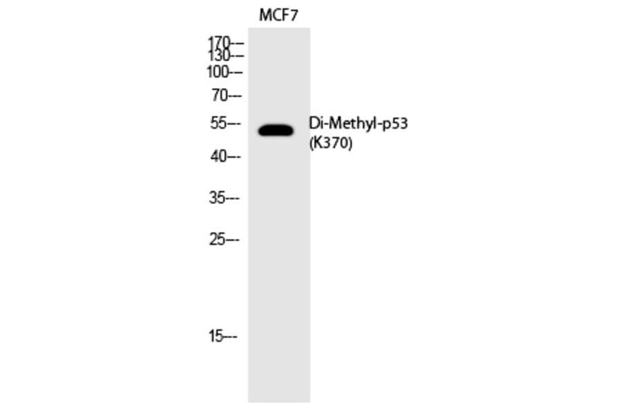 Western blot - p53 (Di-Methyl-Lys370) Polyclonal Antibody from Signalway Antibody (HW106) - Antibodies.com