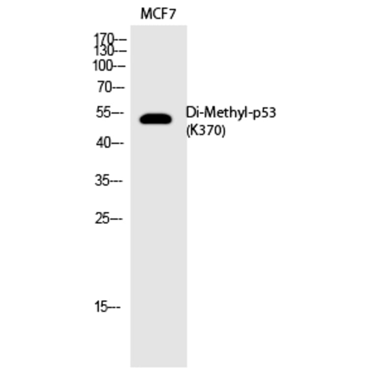 Western blot - p53 (Di-Methyl-Lys370) Polyclonal Antibody from Signalway Antibody (HW106) - Antibodies.com