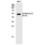 Western blot - p53 (Di-Methyl-Lys370) Polyclonal Antibody from Signalway Antibody (HW106) - Antibodies.com