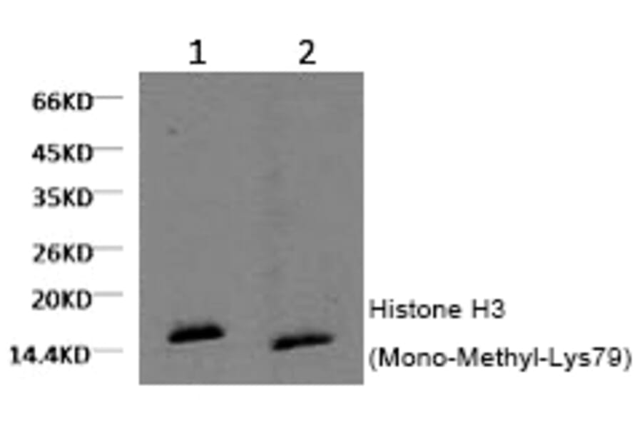 Western blot - Histone H3 (Mono-Methyl-Lys79) Monoclonal Antibody from Signalway Antibody (HW154) - Antibodies.com