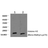 Western blot - Histone H3 (Mono-Methyl-Lys79) Monoclonal Antibody from Signalway Antibody (HW154) - Antibodies.com
