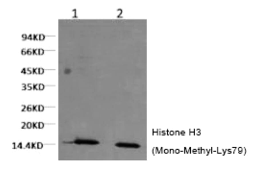 Western blot - Histone H3 (Mono-Methyl-Lys79) Monoclonal Antibody from Signalway Antibody (HW156) - Antibodies.com