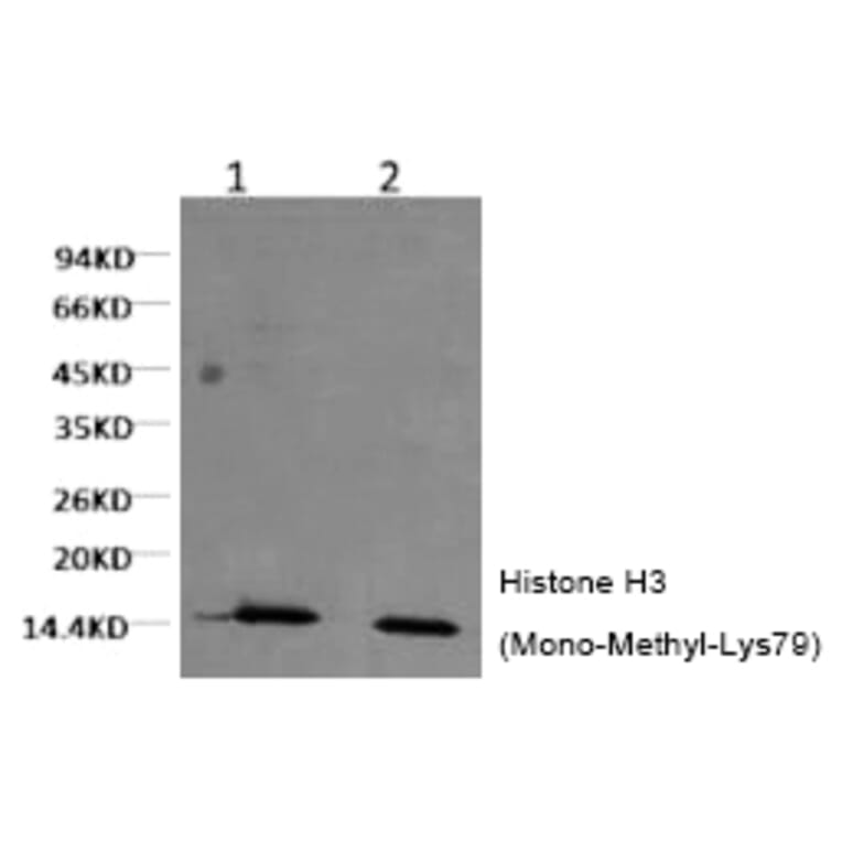 Western blot - Histone H3 (Mono-Methyl-Lys79) Monoclonal Antibody from Signalway Antibody (HW156) - Antibodies.com