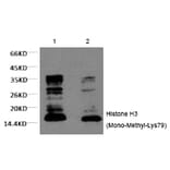 Western blot - Histone H3 (Mono-Methyl-Lys79) Monoclonal Antibody from Signalway Antibody (HW157) - Antibodies.com