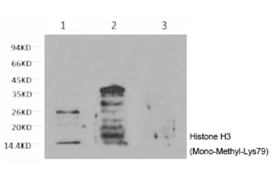 Western blot - Histone H3 (Mono-Methyl-Lys79) Monoclonal Antibody from Signalway Antibody (HW161) - Antibodies.com