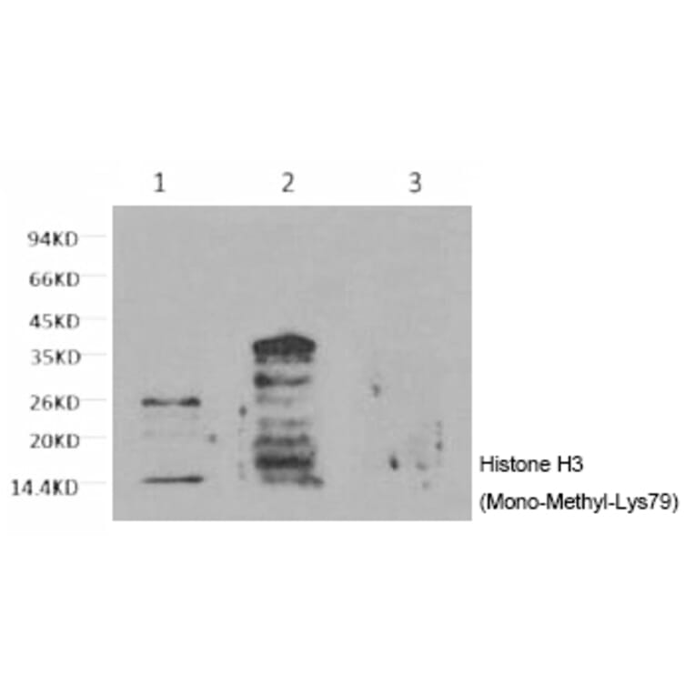 Western blot - Histone H3 (Mono-Methyl-Lys79) Monoclonal Antibody from Signalway Antibody (HW161) - Antibodies.com