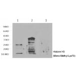 Western blot - Histone H3 (Mono-Methyl-Lys79) Monoclonal Antibody from Signalway Antibody (HW161) - Antibodies.com