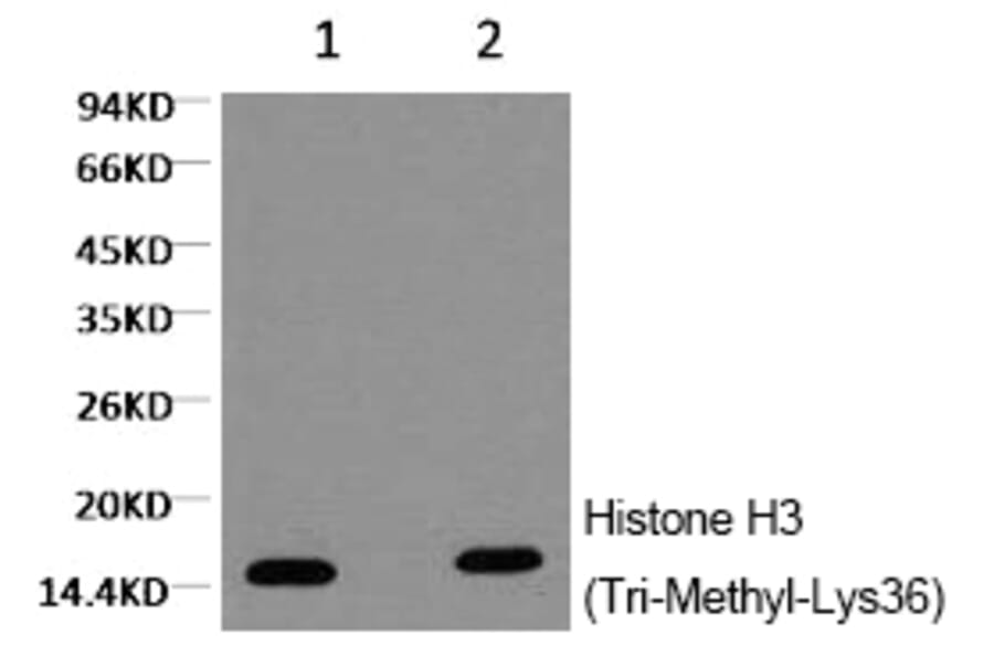 Western blot - Histone H3 (Tri-Methyl-Lys36) Monoclonal Antibody from Signalway Antibody (HW151) - Antibodies.com