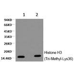 Western blot - Histone H3 (Tri-Methyl-Lys36) Monoclonal Antibody from Signalway Antibody (HW151) - Antibodies.com