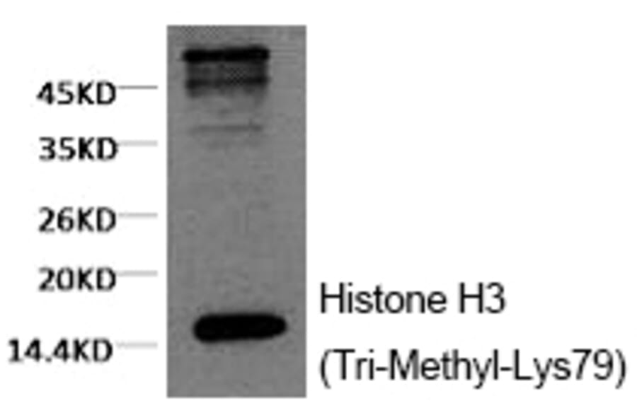 Western blot - Histone H3 (Tri-Methyl-Lys79) Monoclonal Antibody from Signalway Antibody (HW153) - Antibodies.com