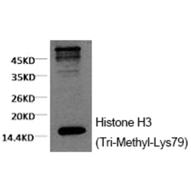 Western blot - Histone H3 (Tri-Methyl-Lys79) Monoclonal Antibody from Signalway Antibody (HW153) - Antibodies.com