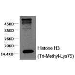 Western blot - Histone H3 (Tri-Methyl-Lys79) Monoclonal Antibody from Signalway Antibody (HW153) - Antibodies.com