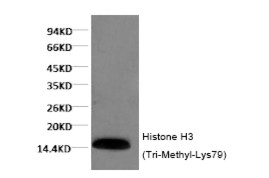 Western blot - Histone H3 (Tri-Methyl-Lys79) Monoclonal Antibody from Signalway Antibody (HW155) - Antibodies.com