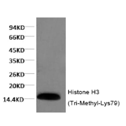 Western blot - Histone H3 (Tri-Methyl-Lys79) Monoclonal Antibody from Signalway Antibody (HW155) - Antibodies.com