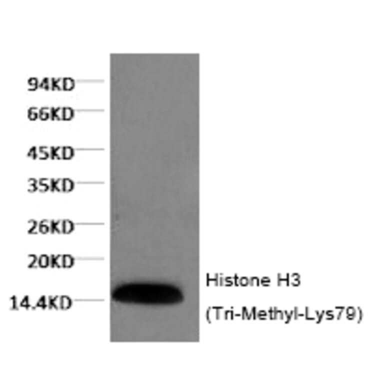 Western blot - Histone H3 (Tri-Methyl-Lys79) Monoclonal Antibody from Signalway Antibody (HW155) - Antibodies.com
