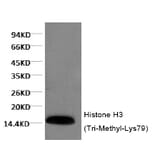 Western blot - Histone H3 (Tri-Methyl-Lys79) Monoclonal Antibody from Signalway Antibody (HW155) - Antibodies.com