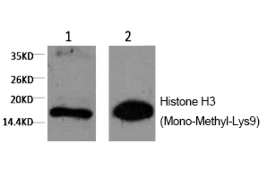 Western blot - Histone H3 (Mono-Methyl-Lys9) Monoclonal Antibody from Signalway Antibody (HW165) - Antibodies.com