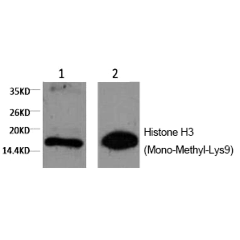 Western blot - Histone H3 (Mono-Methyl-Lys9) Monoclonal Antibody from Signalway Antibody (HW165) - Antibodies.com