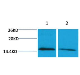 Western blot - Histone H4 (mono-Methyl-Lys79) Rabbit Polyclonal Antibody from Signalway Antibody - Antibodies.com