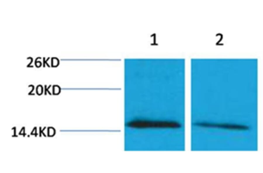 Western blot - Histone H4 (mono-Methyl-Lys79) Rabbit Polyclonal Antibody from Signalway Antibody - Antibodies.com