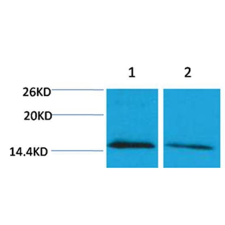 Western blot - Histone H4 (mono-Methyl-Lys79) Rabbit Polyclonal Antibody from Signalway Antibody - Antibodies.com