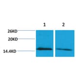 Western blot - Histone H4 (mono-Methyl-Lys79) Rabbit Polyclonal Antibody from Signalway Antibody - Antibodies.com