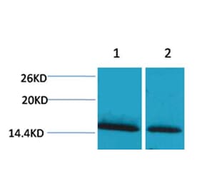 Western blot - Histone H1 (mono-Methyl-Lys25) Rabbit Polyclonal Antibody from Signalway Antibody - Antibodies.com