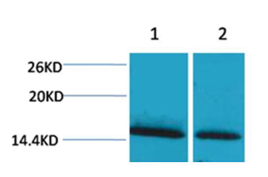 Western blot - Histone H1 (mono-Methyl-Lys25) Rabbit Polyclonal Antibody from Signalway Antibody - Antibodies.com