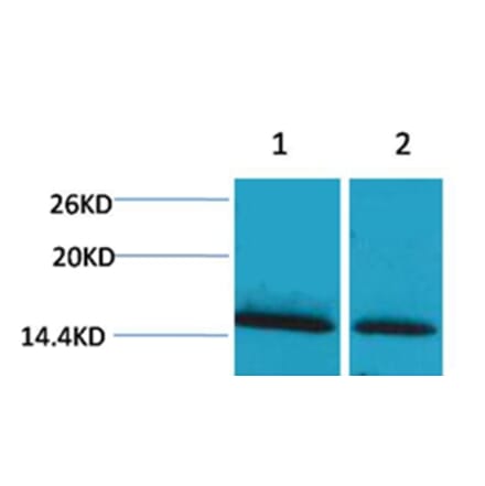 Western blot - Histone H1 (mono-Methyl-Lys25) Rabbit Polyclonal Antibody from Signalway Antibody - Antibodies.com