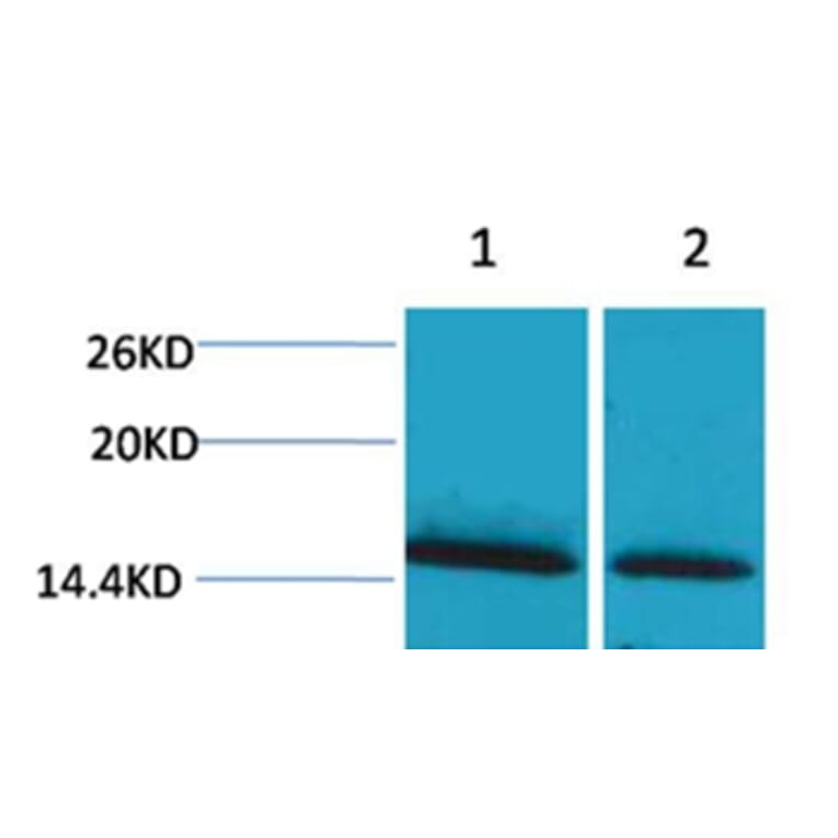 Western blot - Histone H1 (mono-Methyl-Lys25) Rabbit Polyclonal Antibody from Signalway Antibody - Antibodies.com