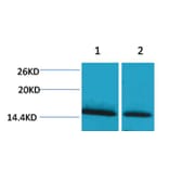 Western blot - Histone H1 (mono-Methyl-Lys25) Rabbit Polyclonal Antibody from Signalway Antibody - Antibodies.com