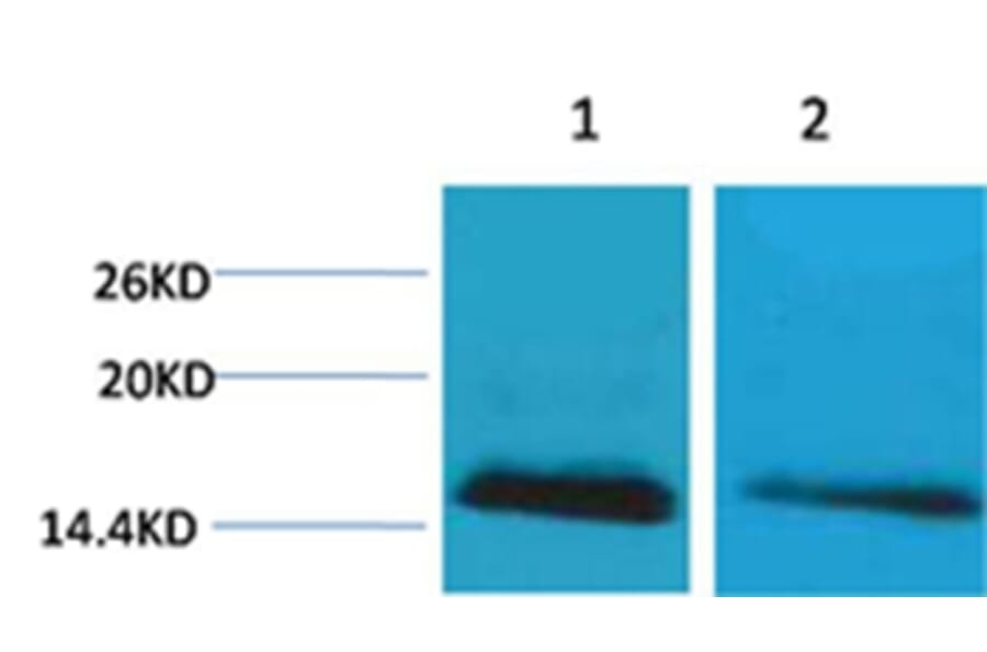 Western blot - Histone H2B (mono-Methyl-Lys5) Rabbit Polyclonal Antibody from Signalway Antibody - Antibodies.com