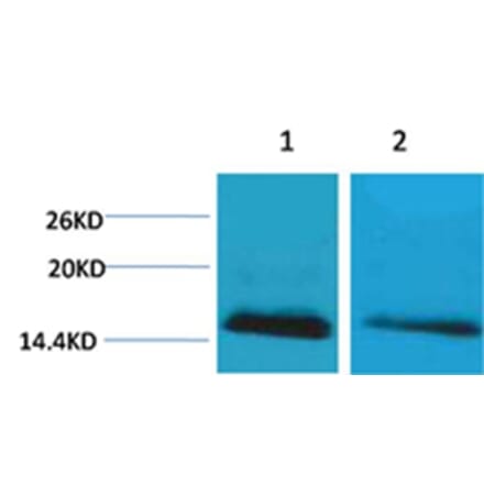 Western blot - Histone H2B (mono-Methyl-Lys5) Rabbit Polyclonal Antibody from Signalway Antibody - Antibodies.com