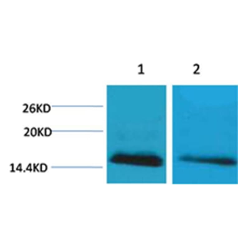 Western blot - Histone H2B (mono-Methyl-Lys5) Rabbit Polyclonal Antibody from Signalway Antibody - Antibodies.com