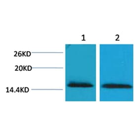Western blot - Histone H2B (Tri-Methyl-Lys43) Rabbit Polyclonal Antibody from Signalway Antibody - Antibodies.com