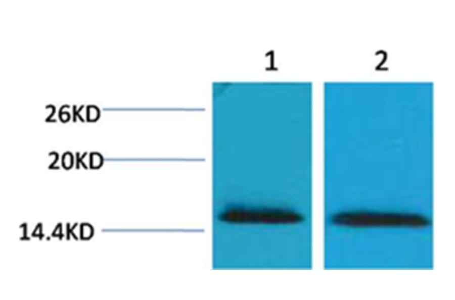 Western blot - Histone H2B (Tri-Methyl-Lys43) Rabbit Polyclonal Antibody from Signalway Antibody - Antibodies.com