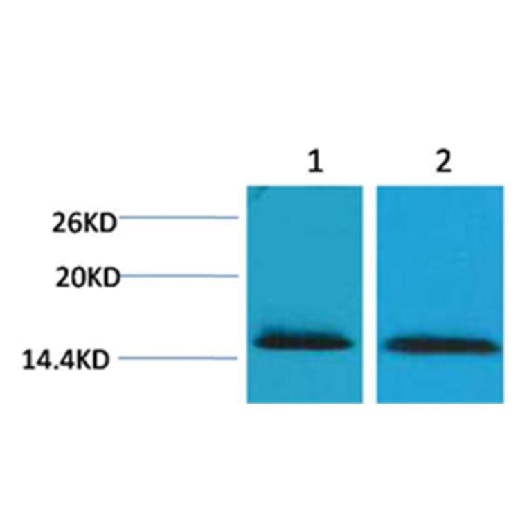 Western blot - Histone H2B (Tri-Methyl-Lys43) Rabbit Polyclonal Antibody from Signalway Antibody - Antibodies.com