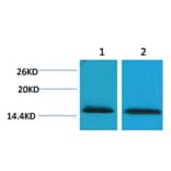 Western blot - Histone H2B (Tri-Methyl-Lys43) Rabbit Polyclonal Antibody from Signalway Antibody - Antibodies.com