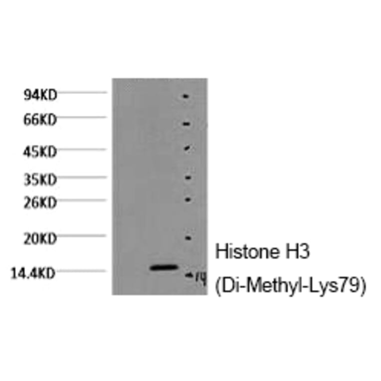 Western blot - Histone H3 (Di-Methyl-Lys79) Monoclonal Antibody from Signalway Antibody (HW150) - Antibodies.com