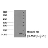 Western blot - Histone H3 (Di-Methyl-Lys79) Monoclonal Antibody from Signalway Antibody (HW150) - Antibodies.com