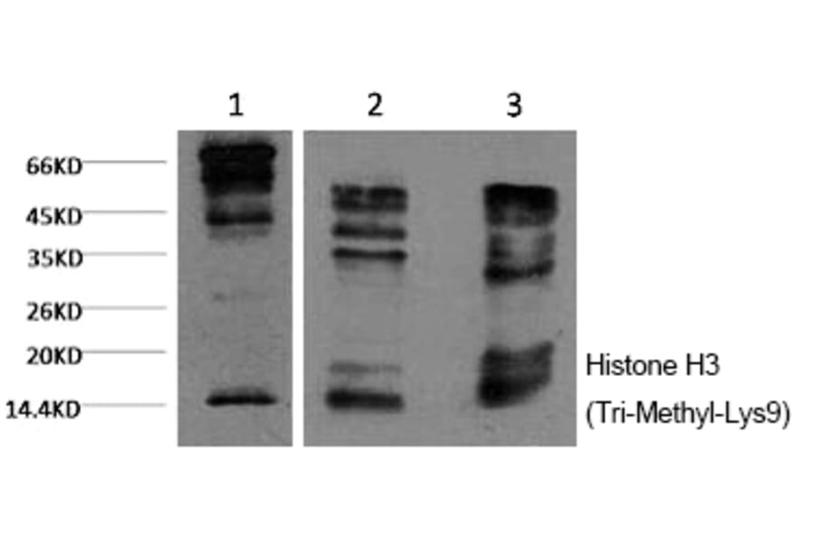 Western blot - Histone H3 (Tri-Methyl-Lys9) Monoclonal Antibody from Signalway Antibody (HW158) - Antibodies.com