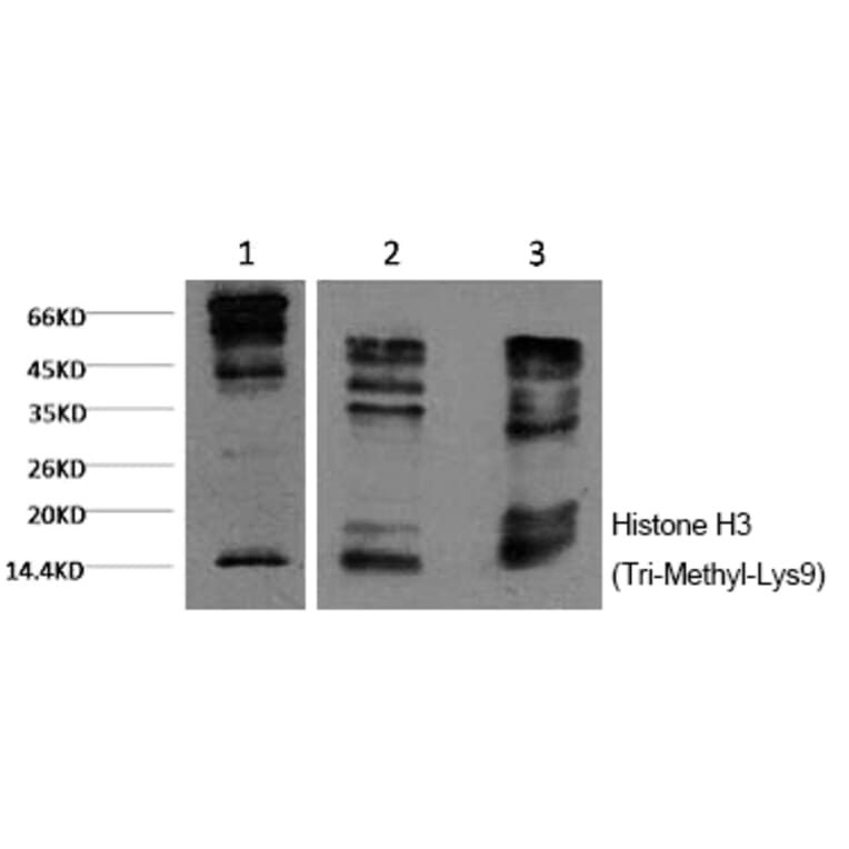 Western blot - Histone H3 (Tri-Methyl-Lys9) Monoclonal Antibody from Signalway Antibody (HW158) - Antibodies.com