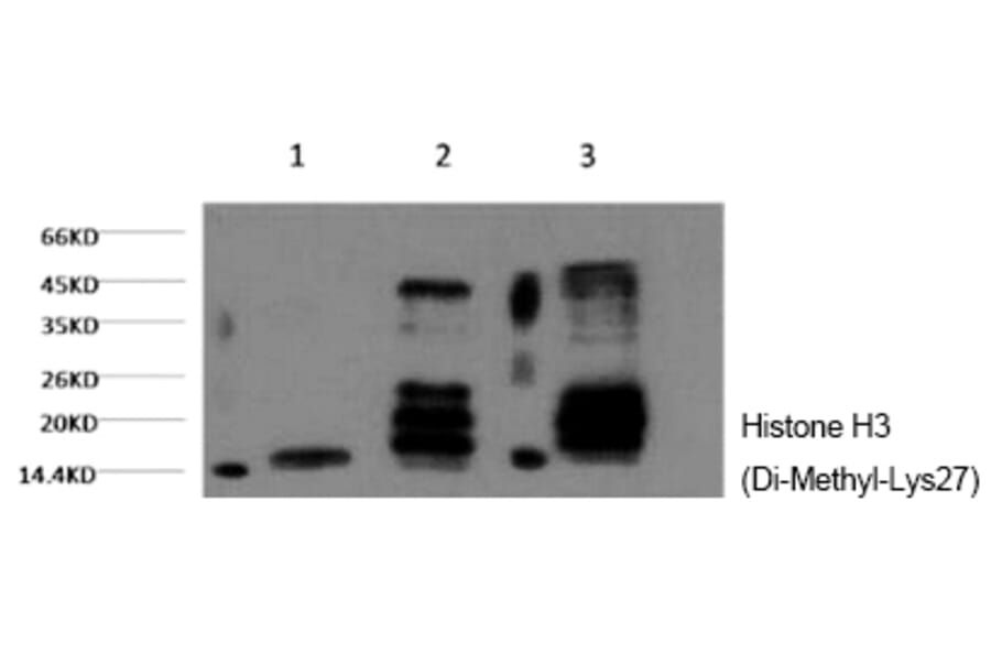 Western blot - Histone H3 (Di-Methyl-Lys27) Monoclonal Antibody from Signalway Antibody (HW160) - Antibodies.com