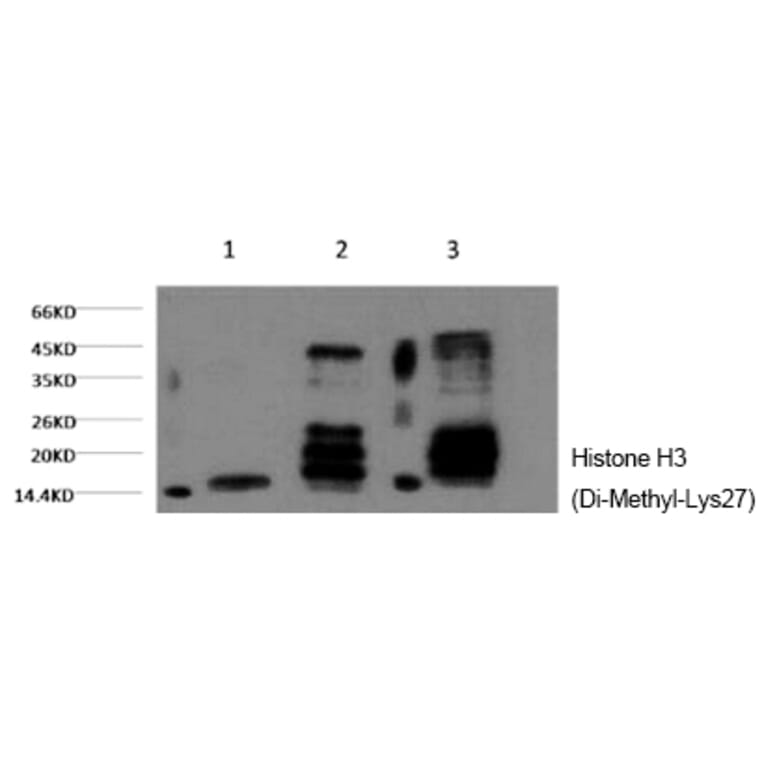 Western blot - Histone H3 (Di-Methyl-Lys27) Monoclonal Antibody from Signalway Antibody (HW160) - Antibodies.com