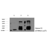 Western blot - Histone H3 (Di-Methyl-Lys27) Monoclonal Antibody from Signalway Antibody (HW160) - Antibodies.com