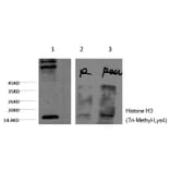 Western blot - Histone H3 (Tri-Methyl-Lys4) Monoclonal Antibody from Signalway Antibody (HW162) - Antibodies.com