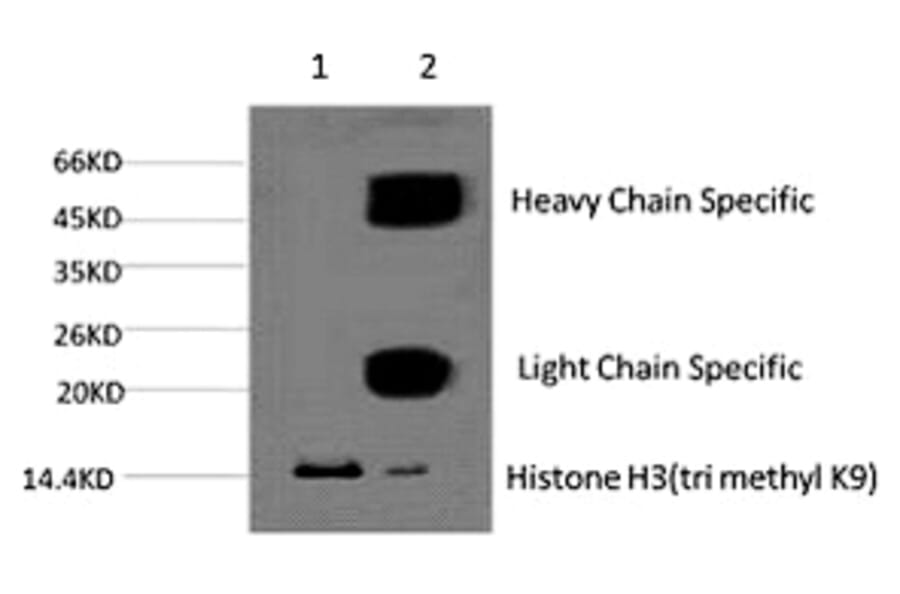 Histone H3 (Tri-Methyl-Lys9) Monoclonal Antibody from Signalway Antibody (HW164) - Antibodies.com