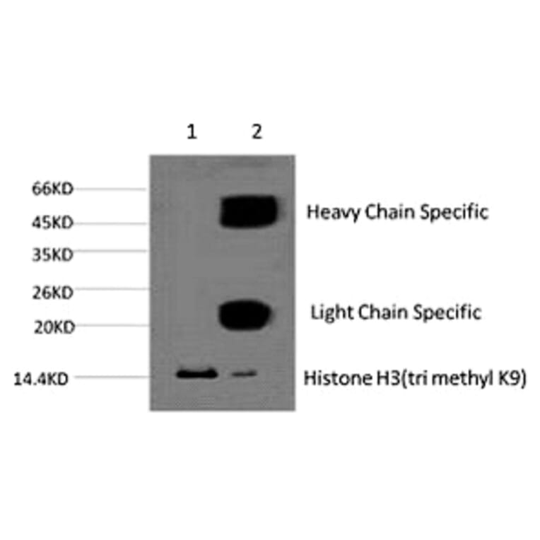 Histone H3 (Tri-Methyl-Lys9) Monoclonal Antibody from Signalway Antibody (HW164) - Antibodies.com