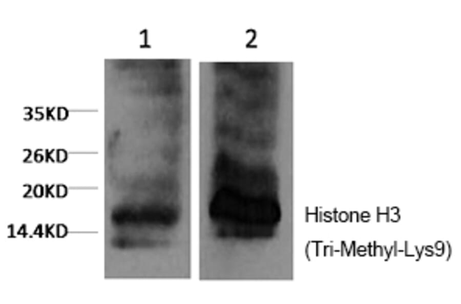 Western blot - Histone H3 (Tri-Methyl-Lys9) Monoclonal Antibody from Signalway Antibody (HW164) - Antibodies.com